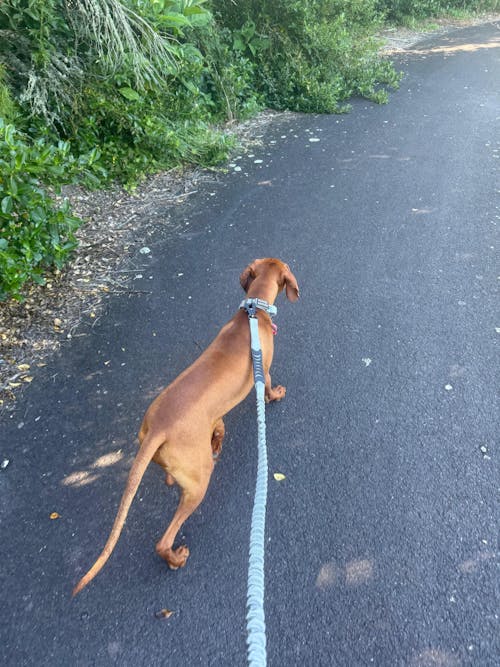 Tactical Leash - Grey