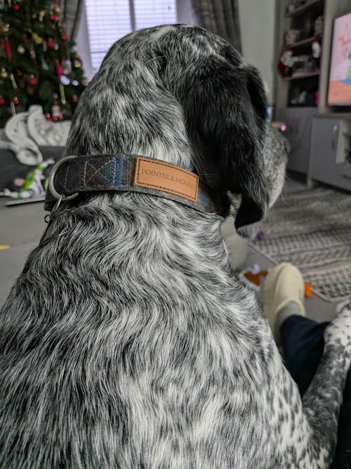 Signature Collar - Blue Tartan