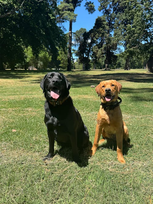 Tactical Collar - Tan