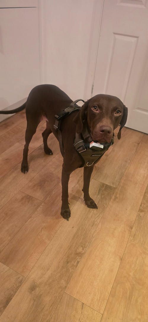 Tactical Harness - Army Green