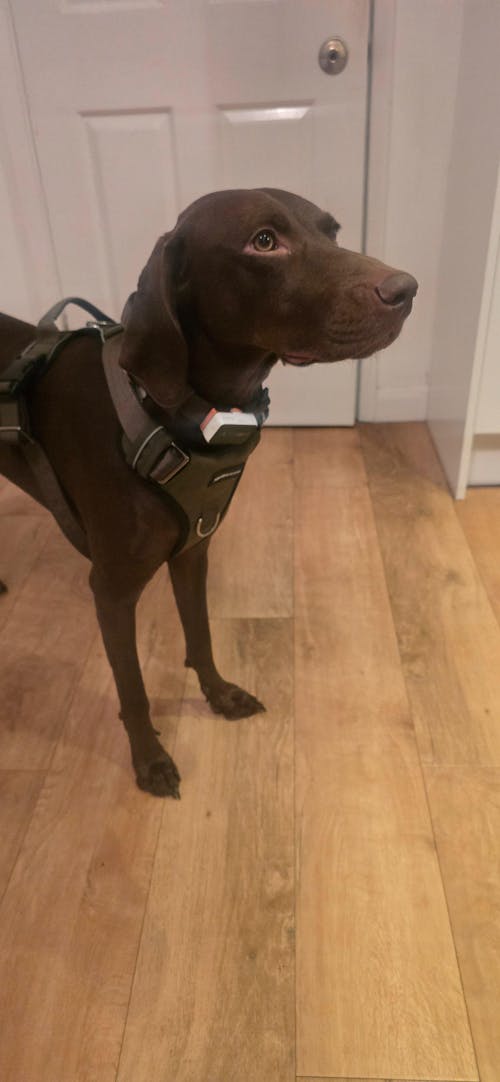 Tactical Collar - Army Green