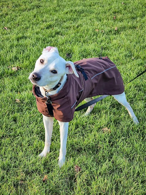 Waterproof Jacket - Maroon