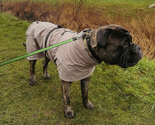 Waterproof Jacket - Mushroom