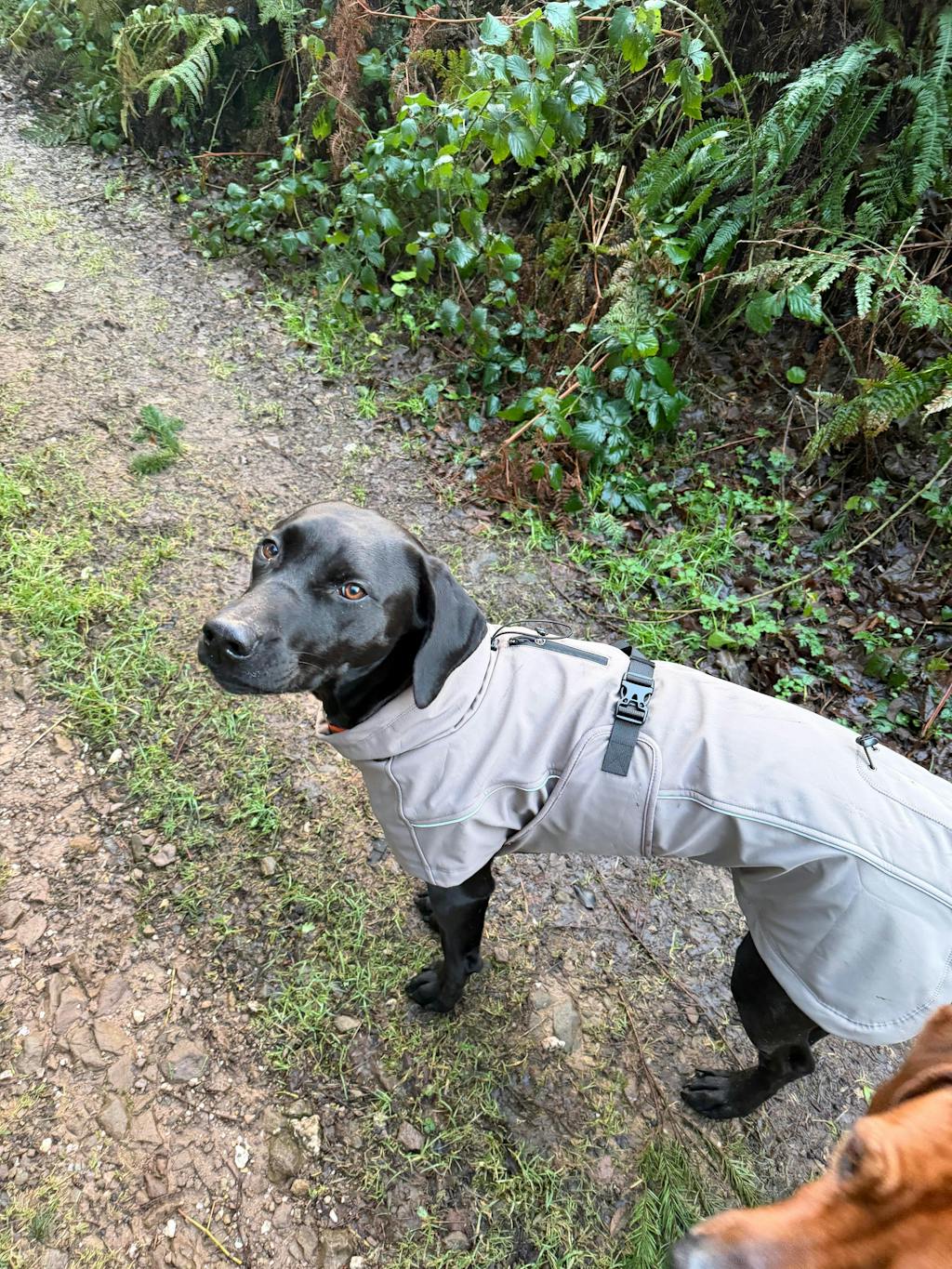 Waterproof Jacket - Mushroom