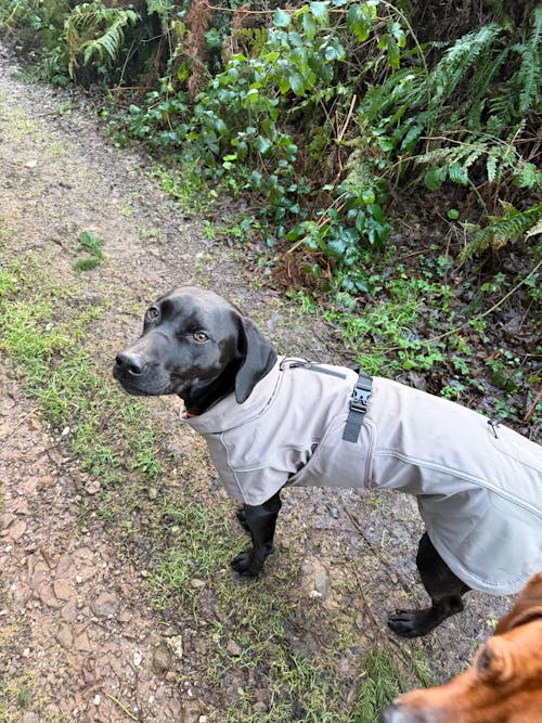Waterproof Jacket - Mushroom