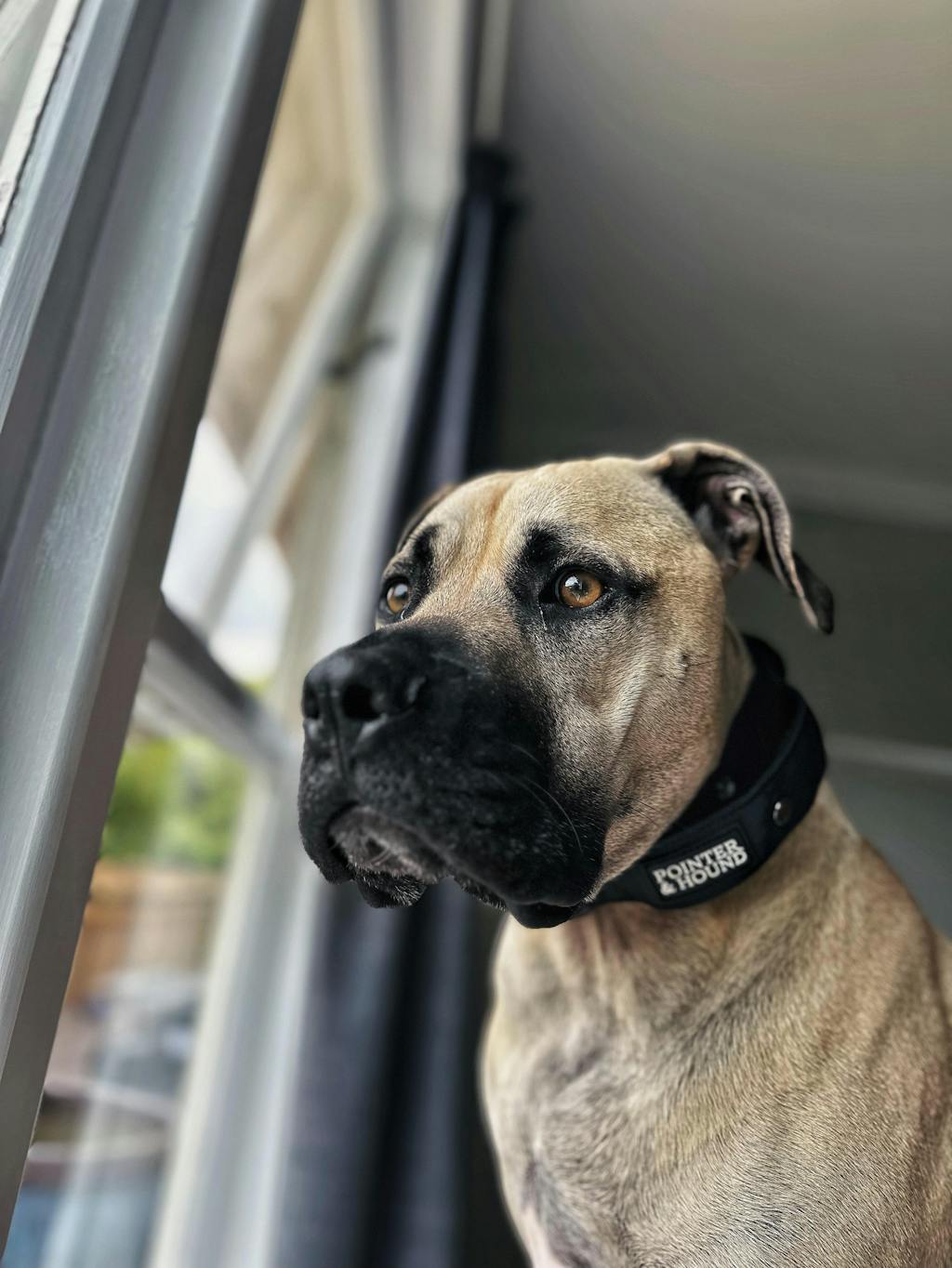 Tactical Collar - Black