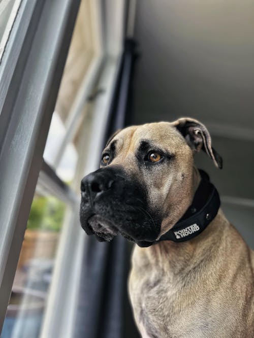 Tactical Collar - Black