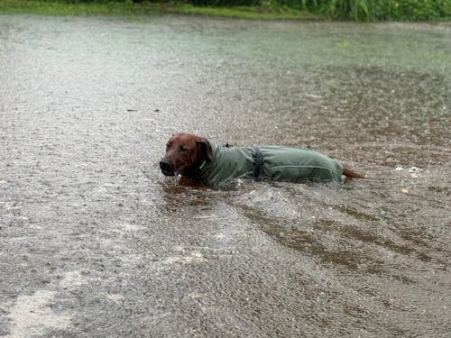 Waterproof Jacket - Maroon