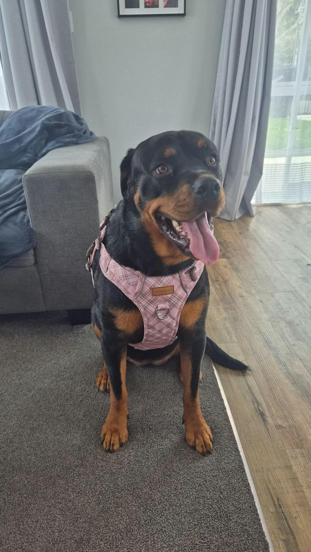 Signature Harness - Pink Tartan