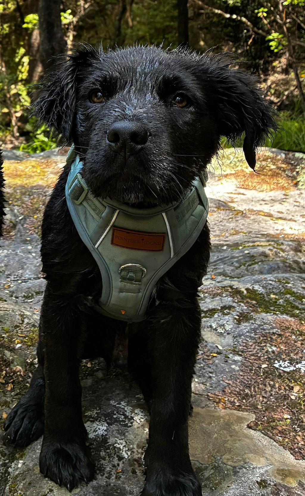 Signature Harness - Eucalyptus