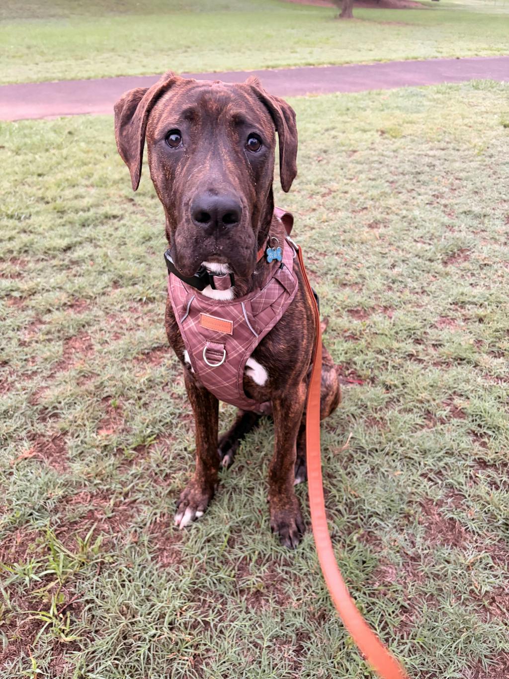 Signature Harness - Brown Tartan