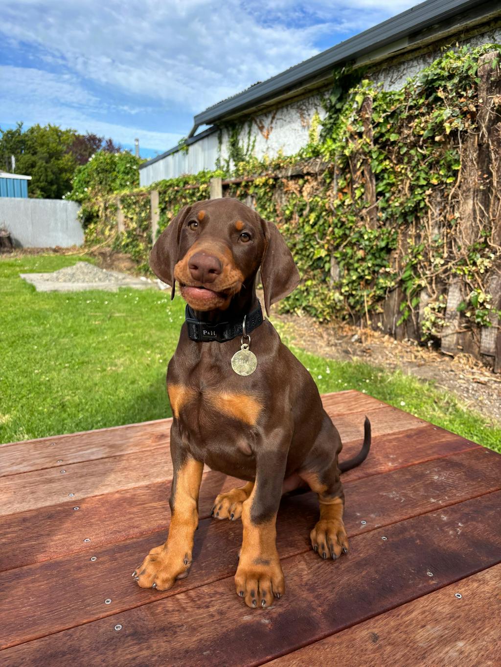 Signature Collar - Black