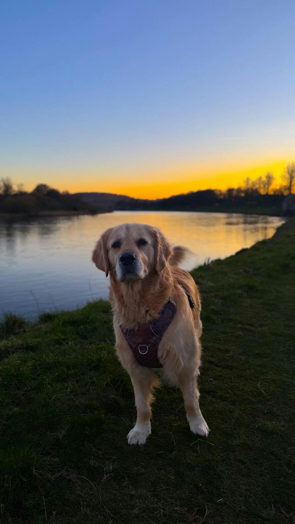 Signature Harness - Brown Tartan