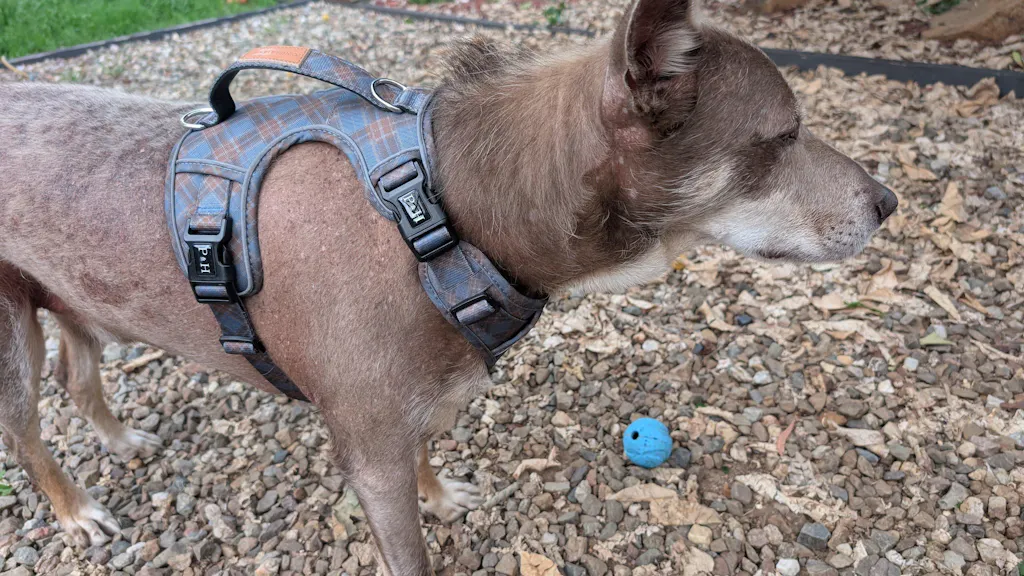 Signature Harness - Blue Tartan
