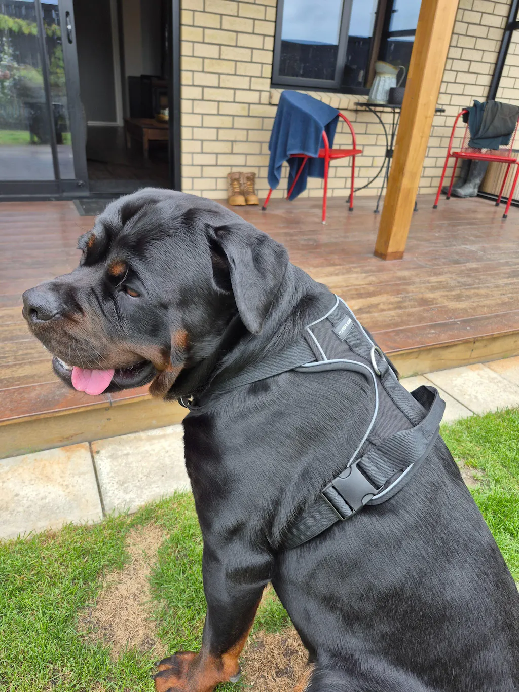 Tactical Harness - Black