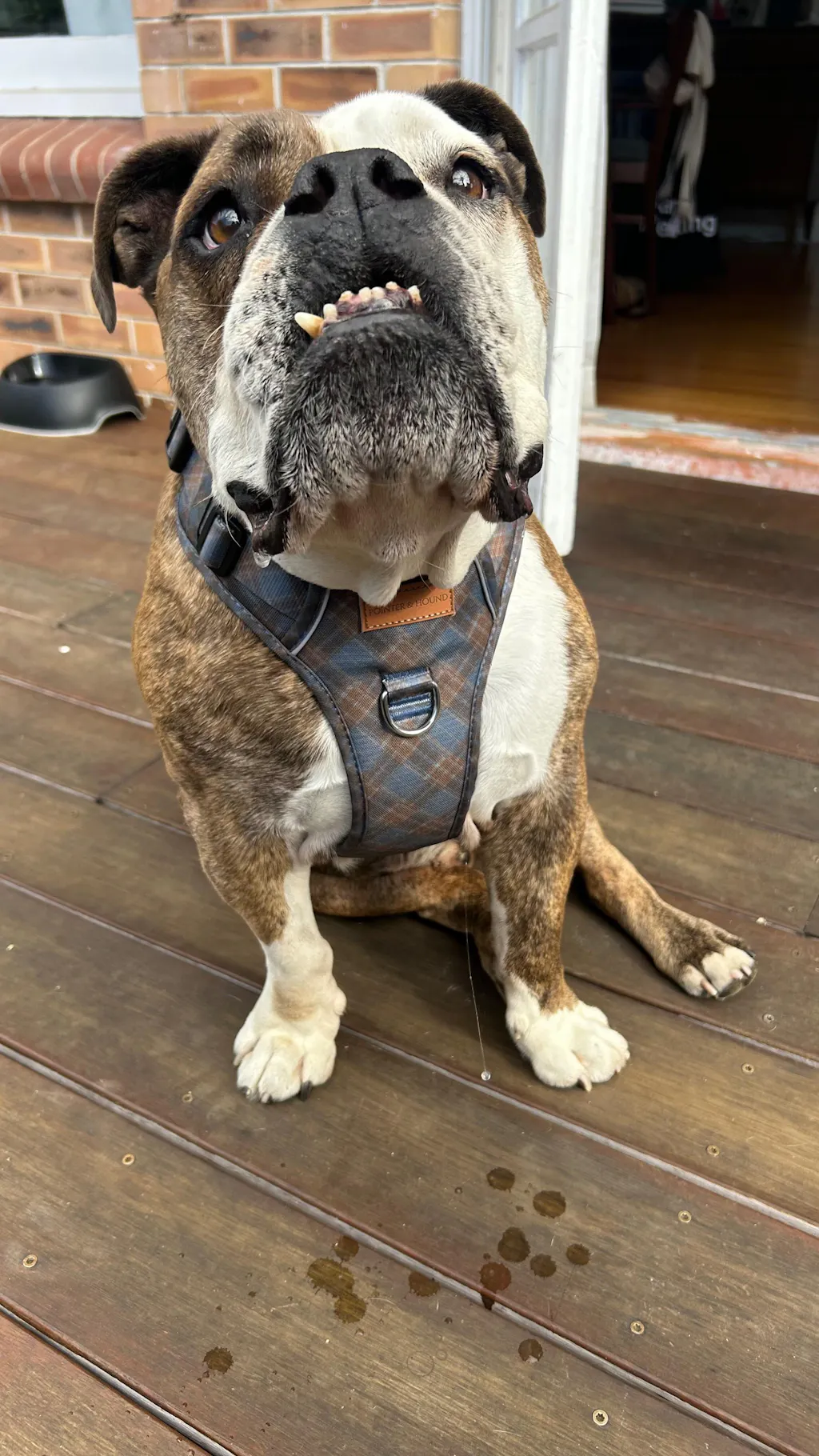 Signature Harness - Blue Tartan