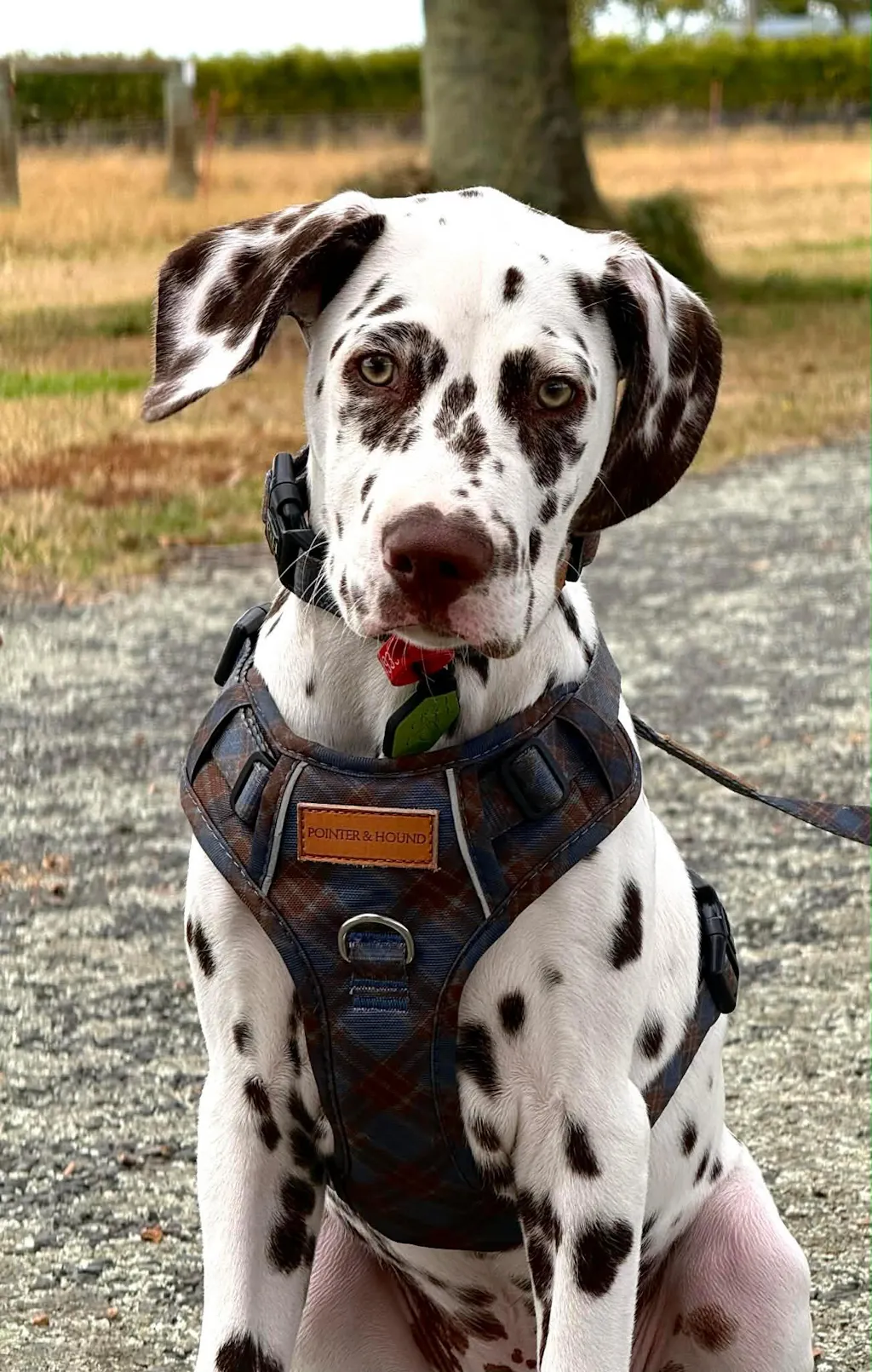 Signature Harness - Blue Tartan