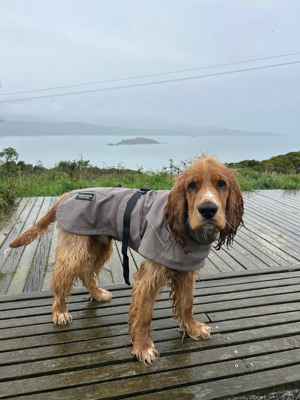 Waterproof Jacket - Mushroom