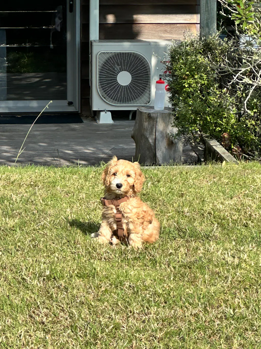 Waterproof H Strap Harness - Brown