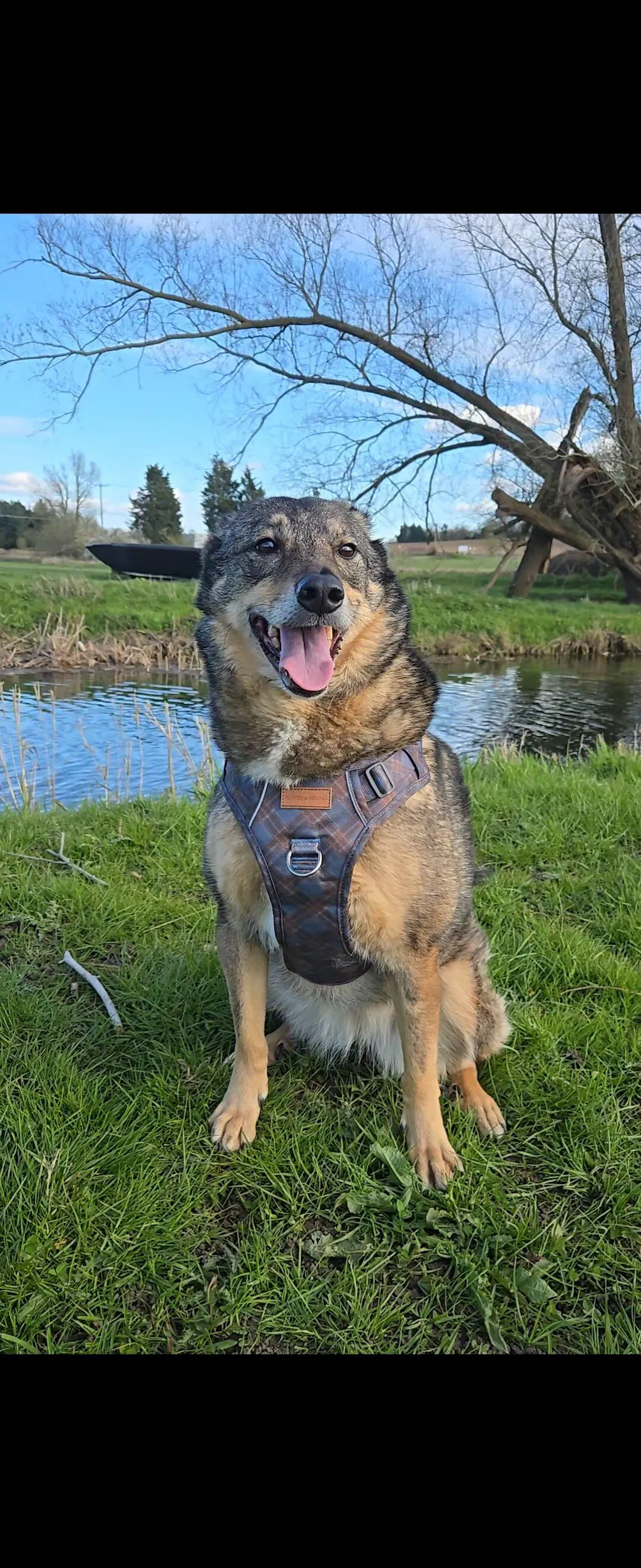 Signature Harness - Blue Tartan