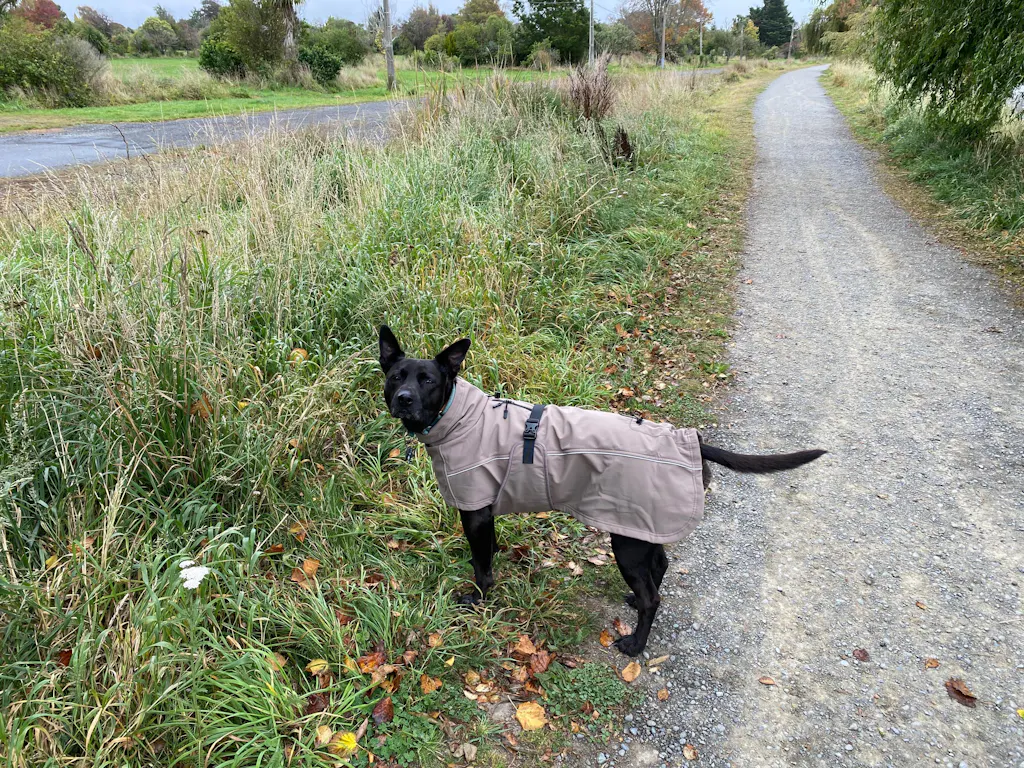 Waterproof Jacket - Mushroom