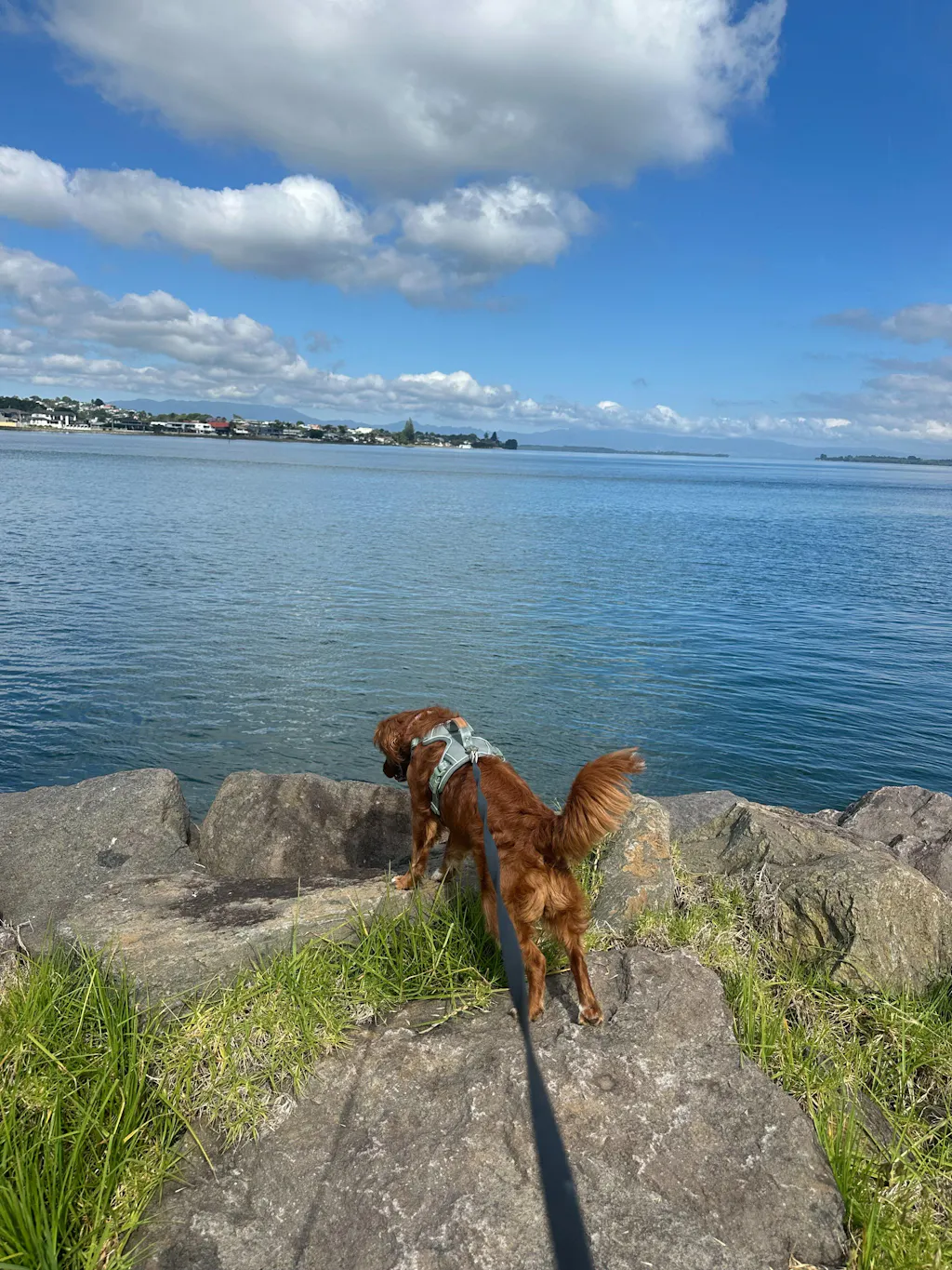 Signature Harness - Eucalyptus