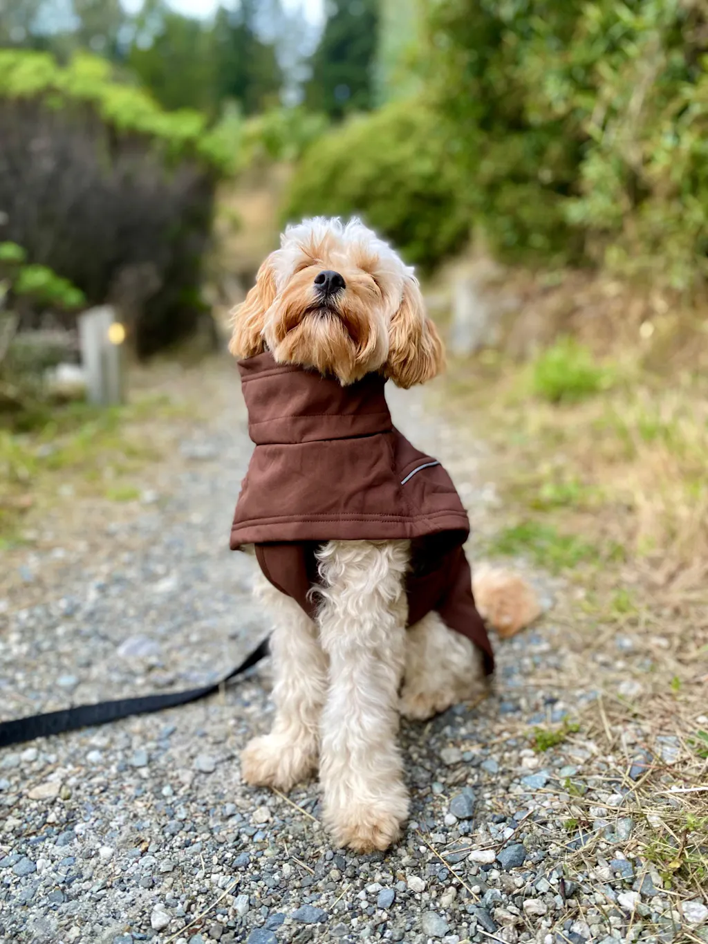 Waterproof Jacket - Maroon Brown