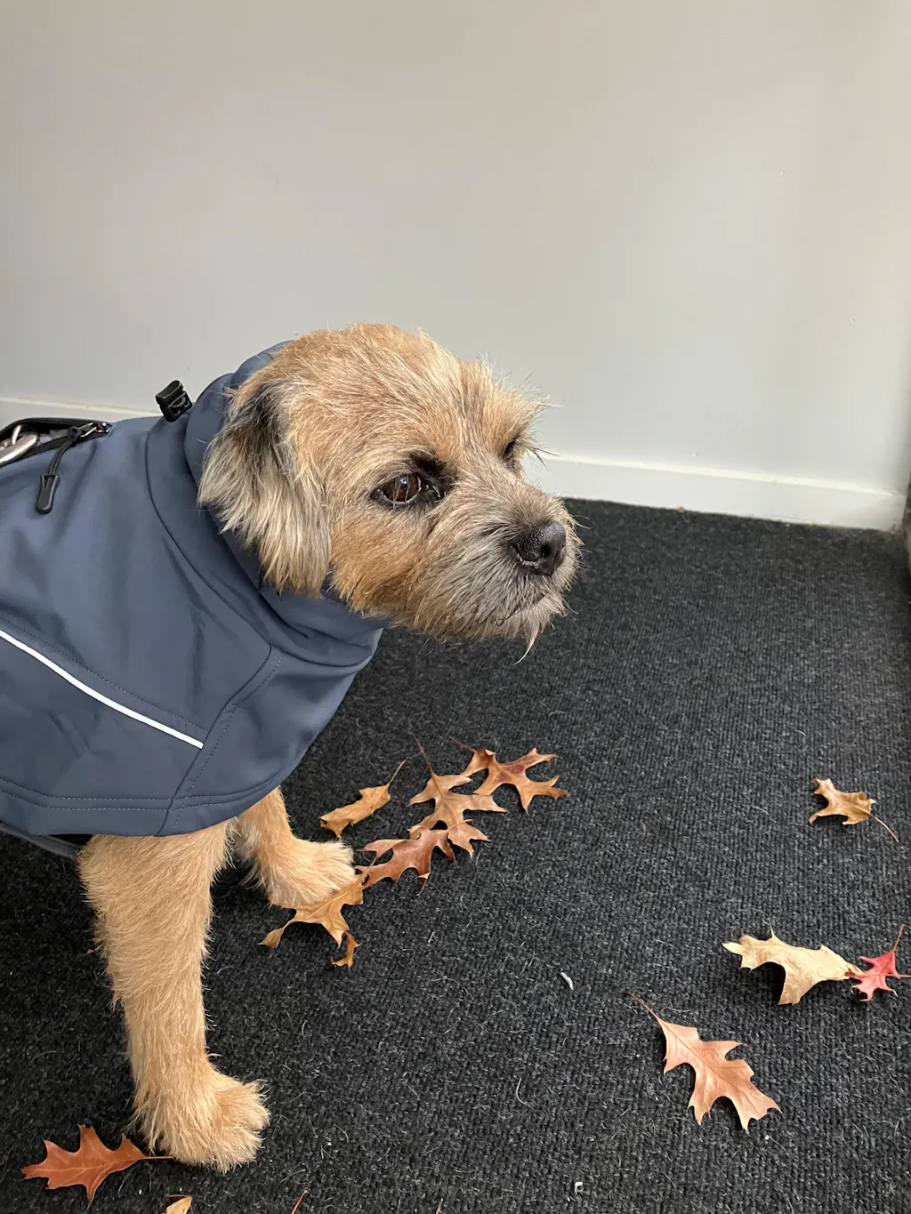 Waterproof Jacket - Slate Blue