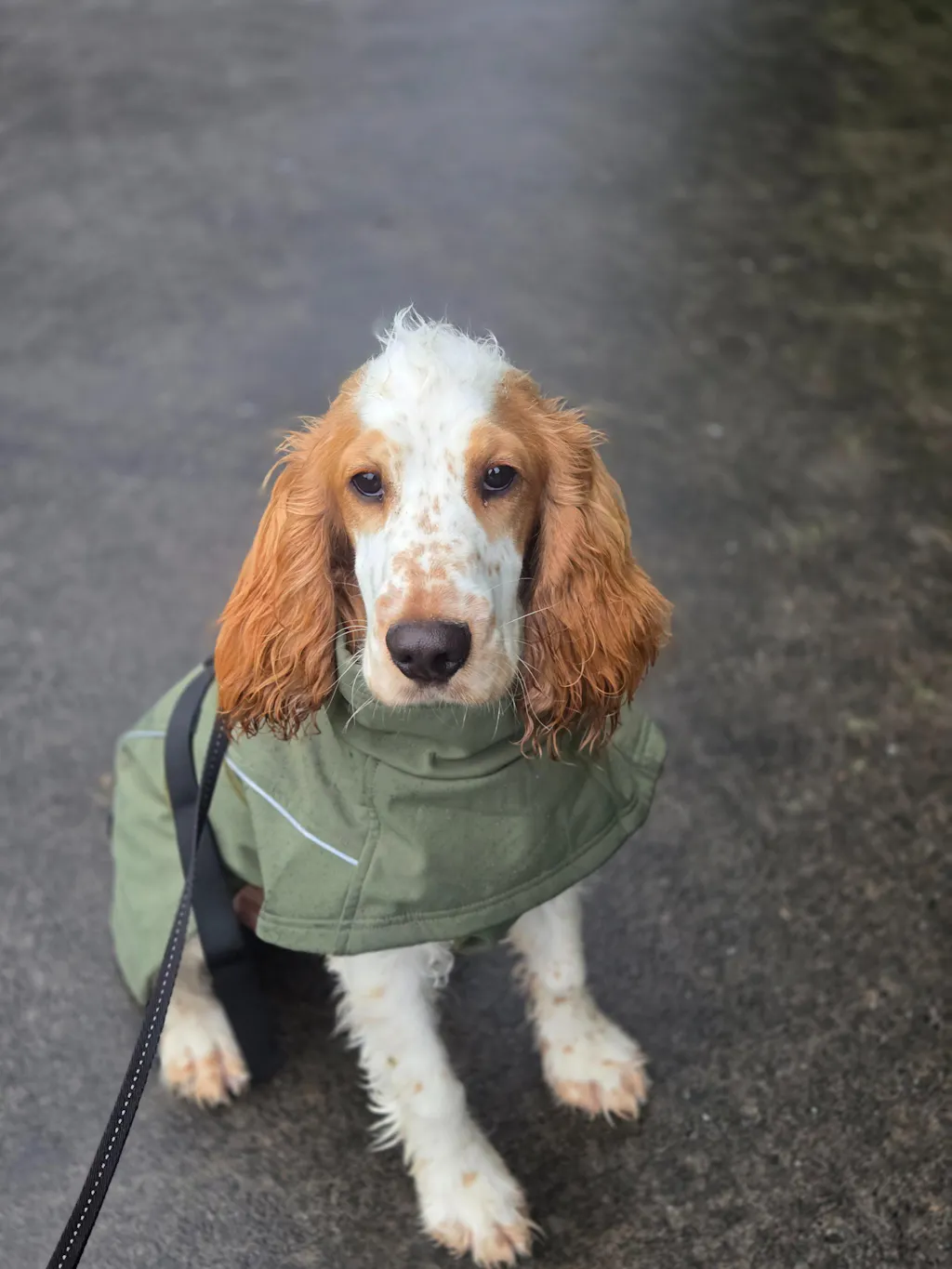 Waterproof Jacket - Green