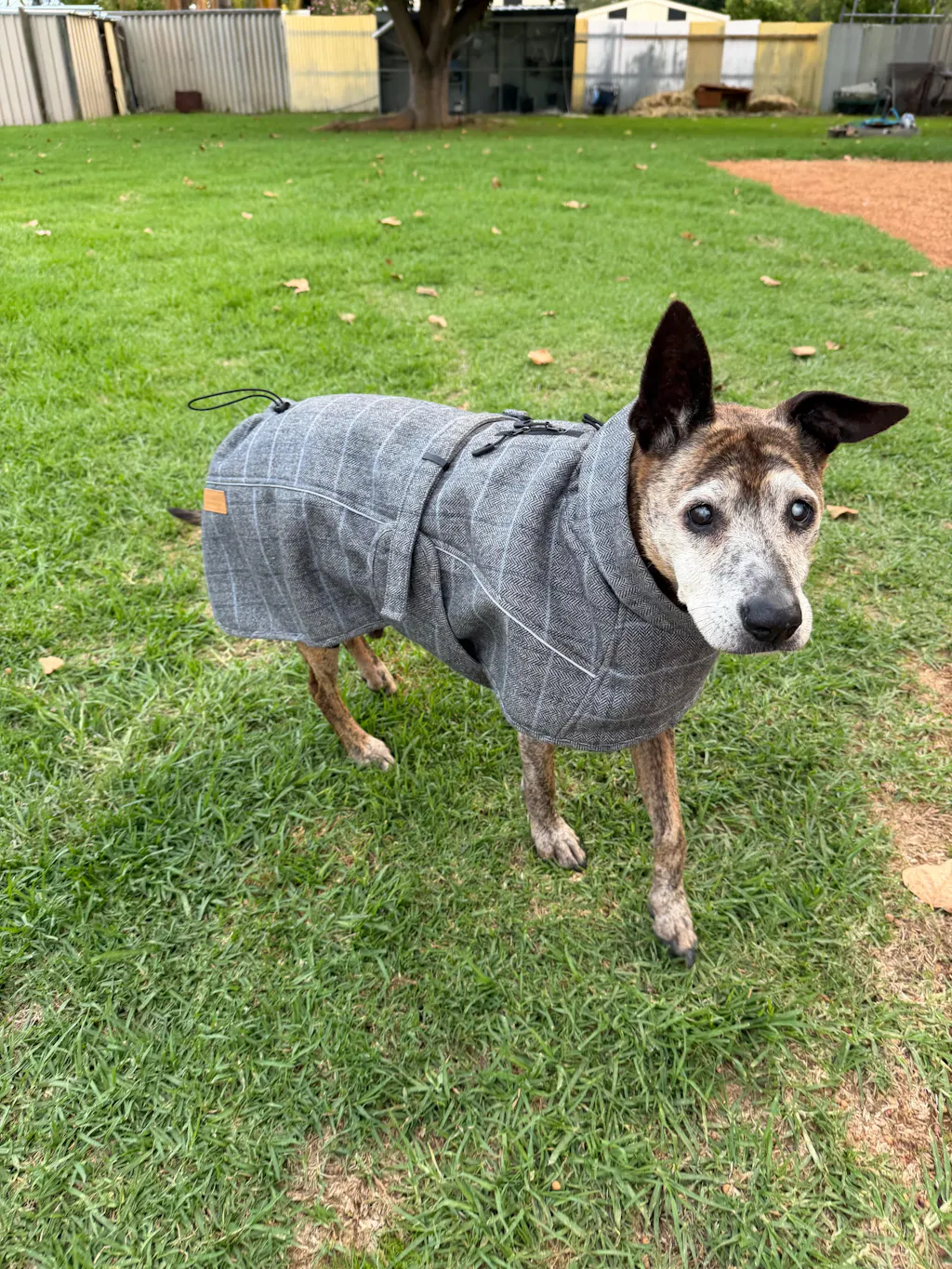 Highland Coat - Grey