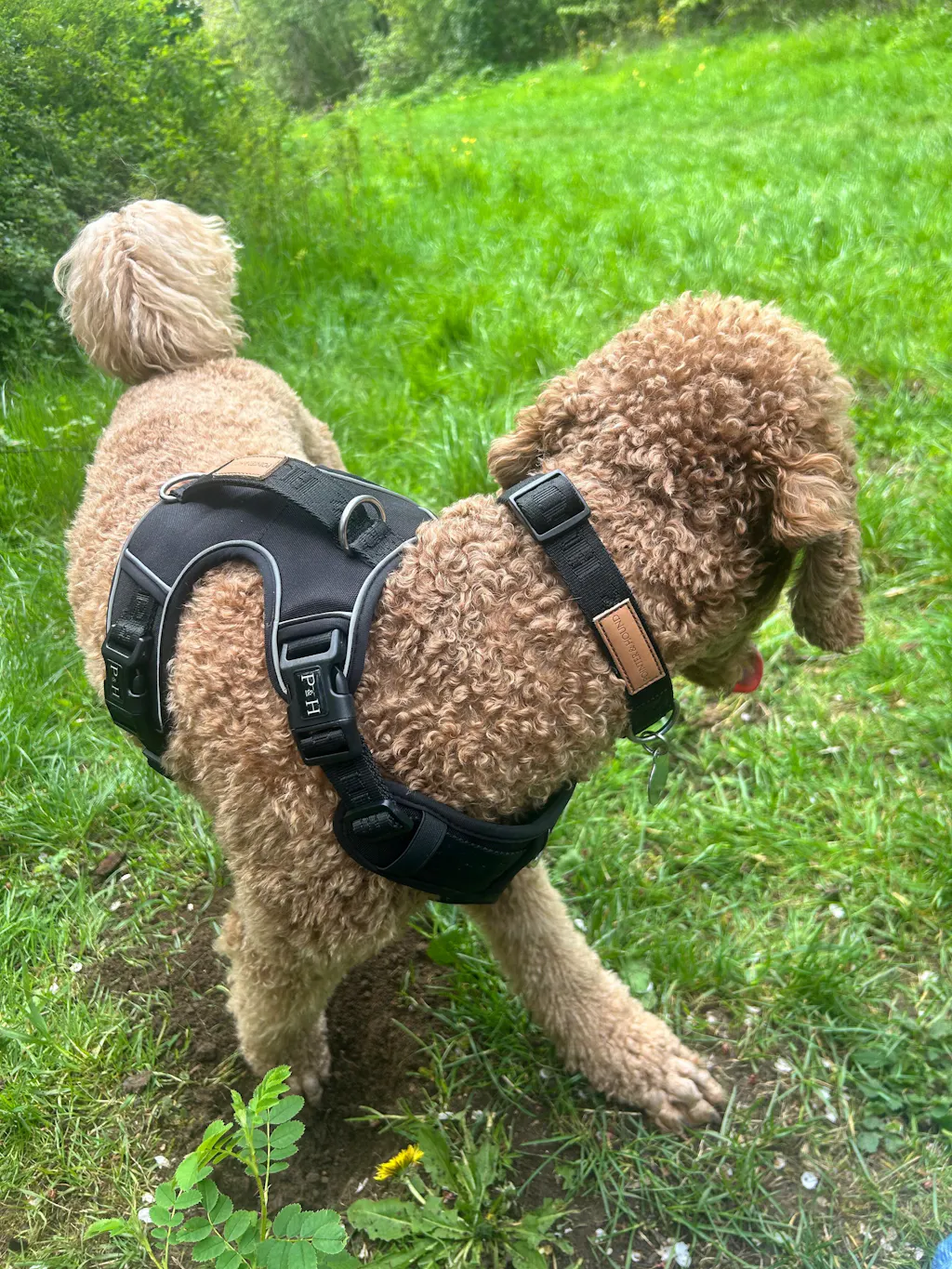 Signature Harness - Black