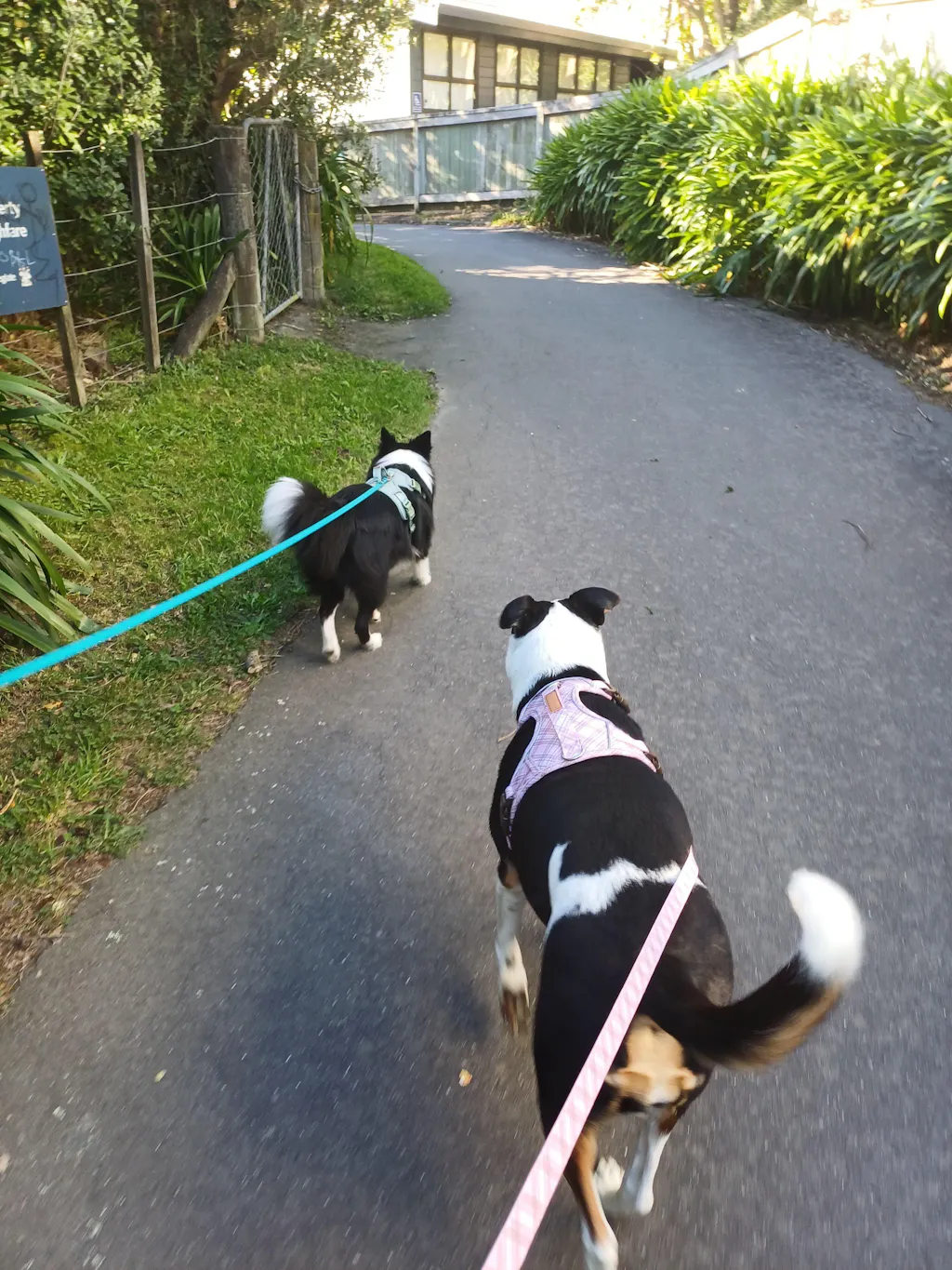 Signature Harness - Pink Tartan