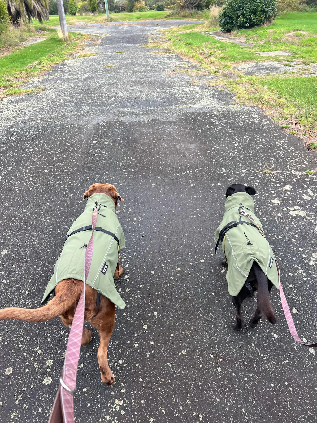 Signature Leash - Brown Tartan