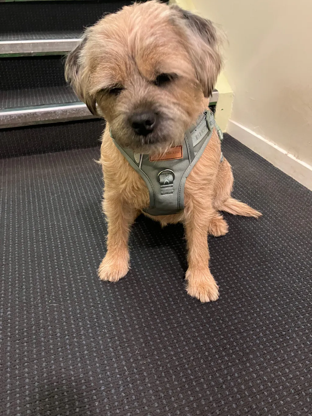 Signature Harness - Eucalyptus