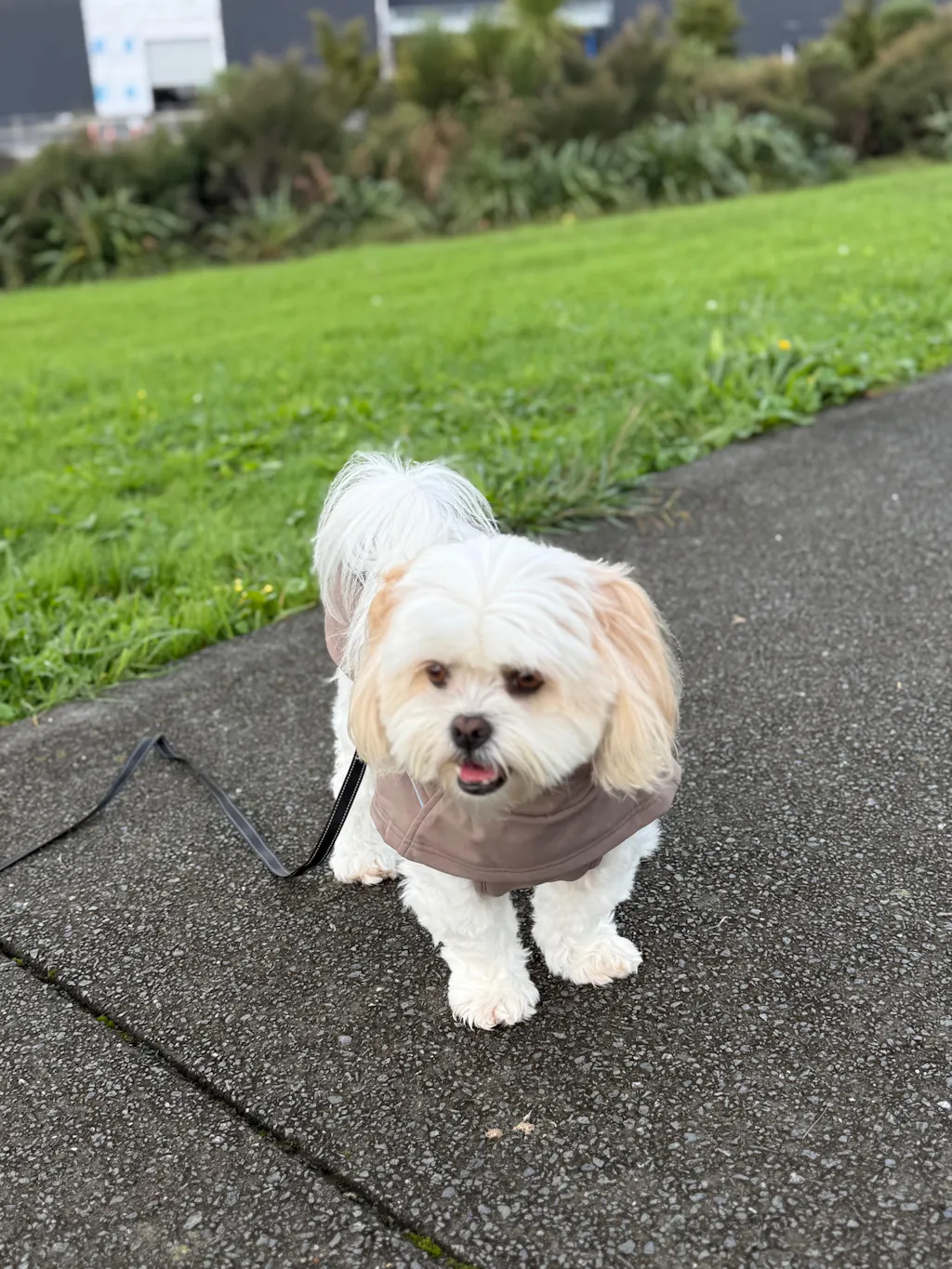 Waterproof Jacket - Mushroom