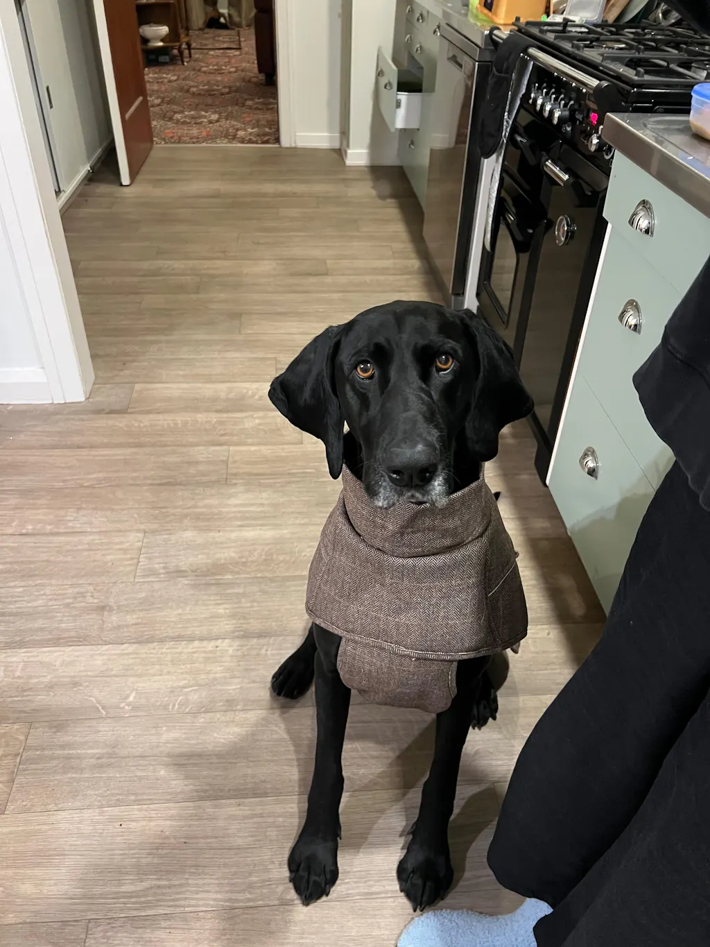 Highland Coat - Grey