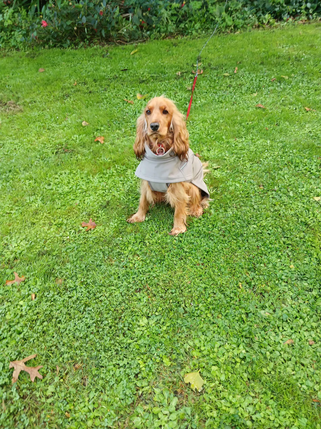 Waterproof Jacket - Mushroom
