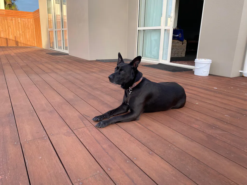 Signature Collar - Brown Tartan