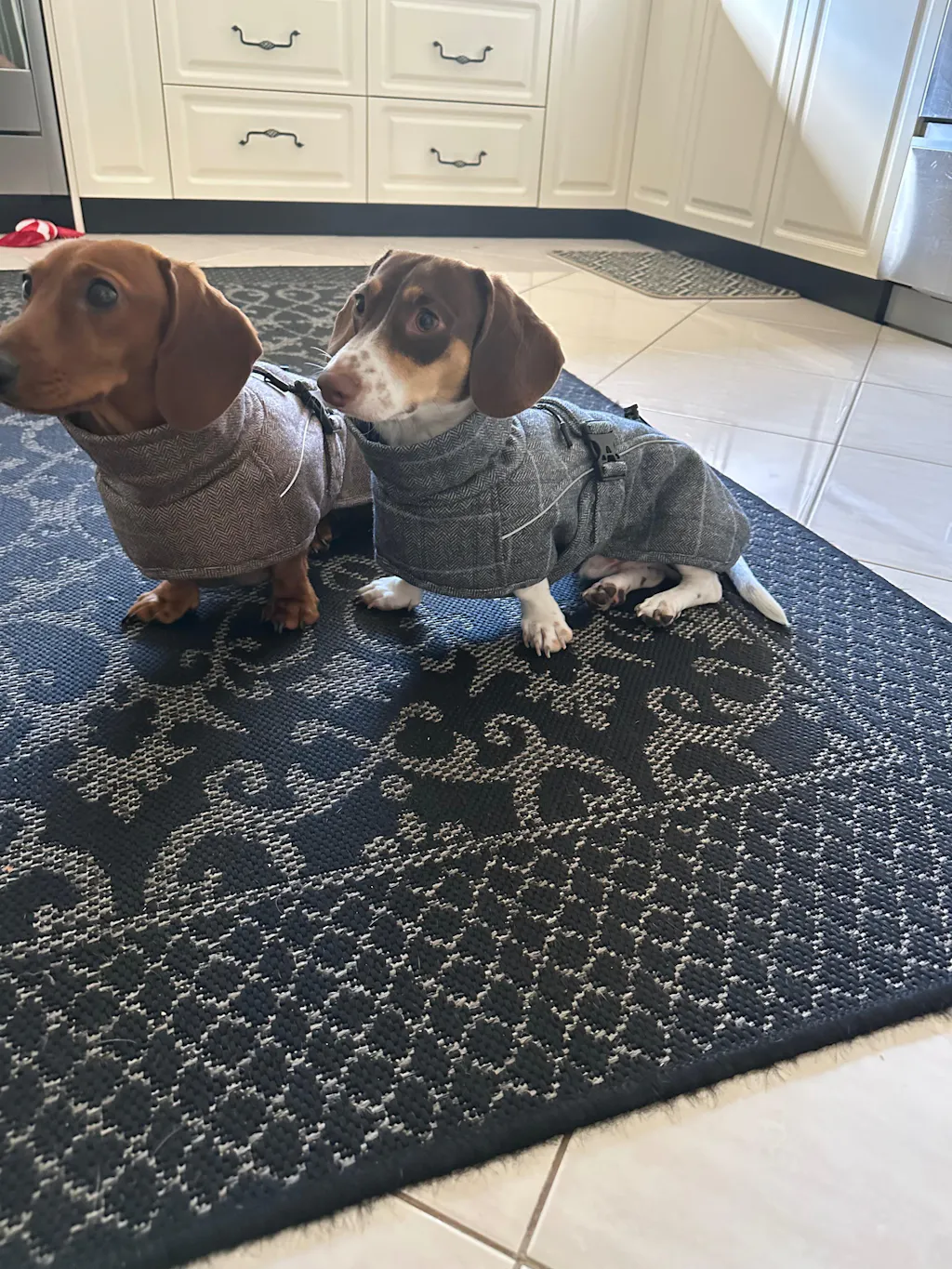 Highland Coat - Grey