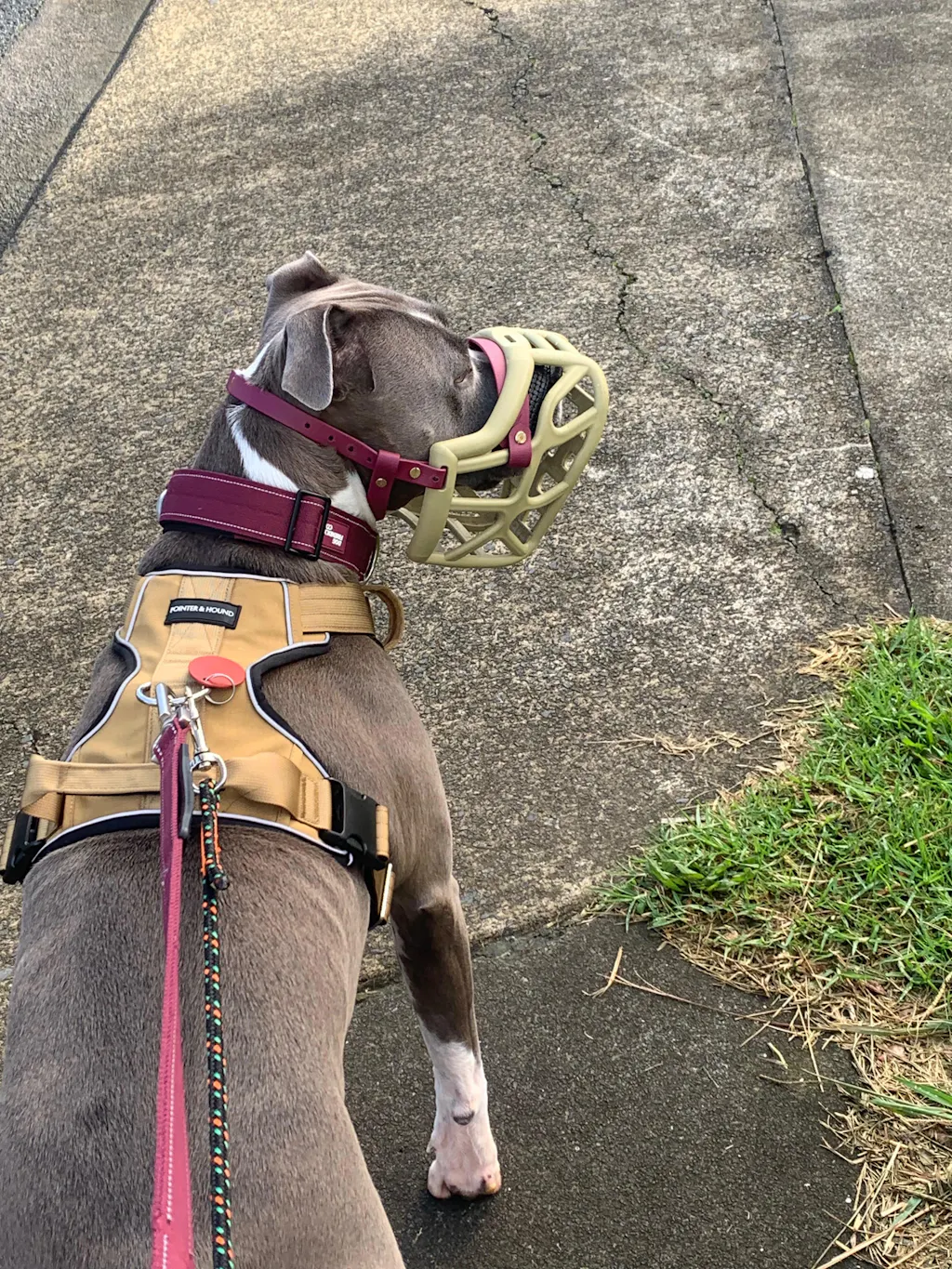 Tactical Harness - Tan