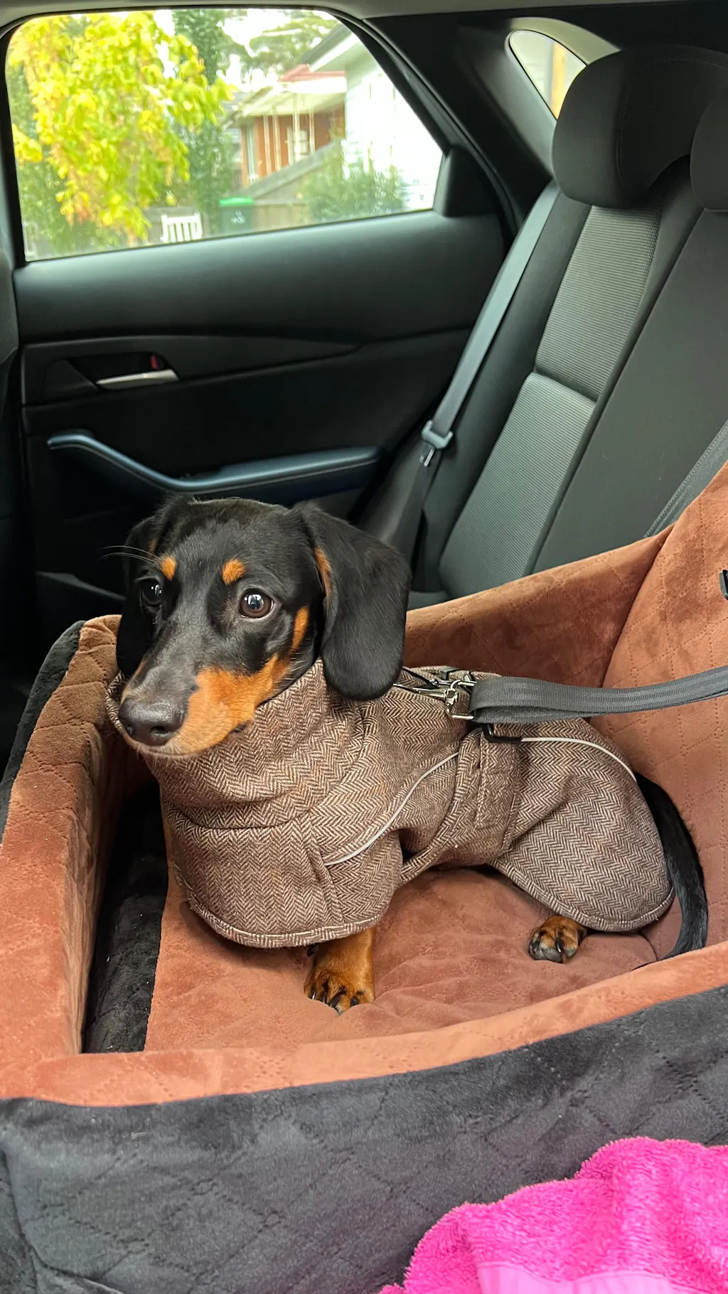 Highland Coat - Brown