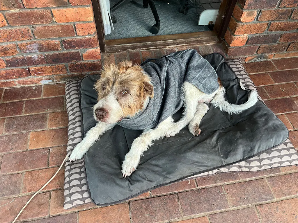 Highland Coat - Grey