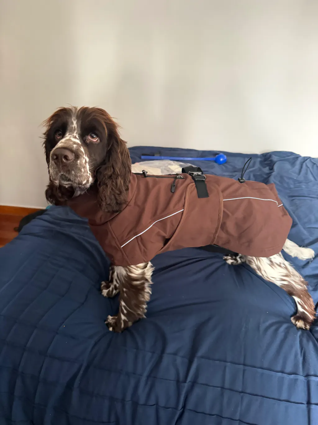 Waterproof Jacket - Maroon Brown