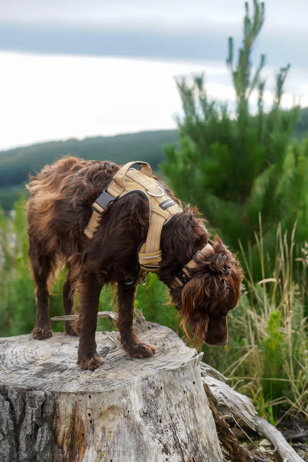 Tactical Harness - Tan