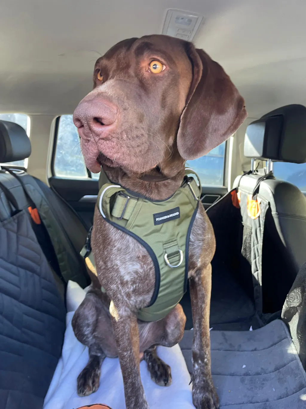 Tactical Harness - Army Green