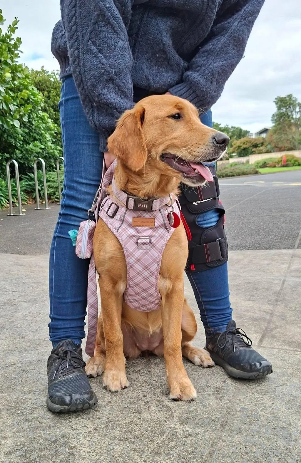 Signature Harness - Pink Tartan