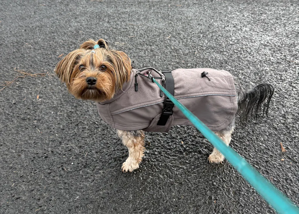 Waterproof Jacket - Mushroom
