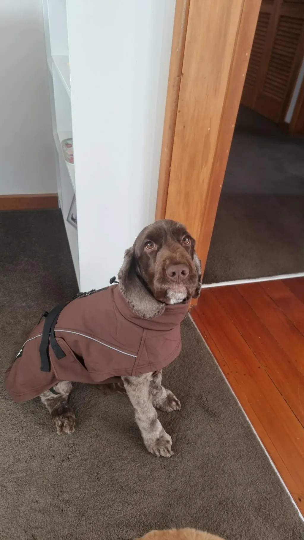 Waterproof Jacket - Maroon Brown