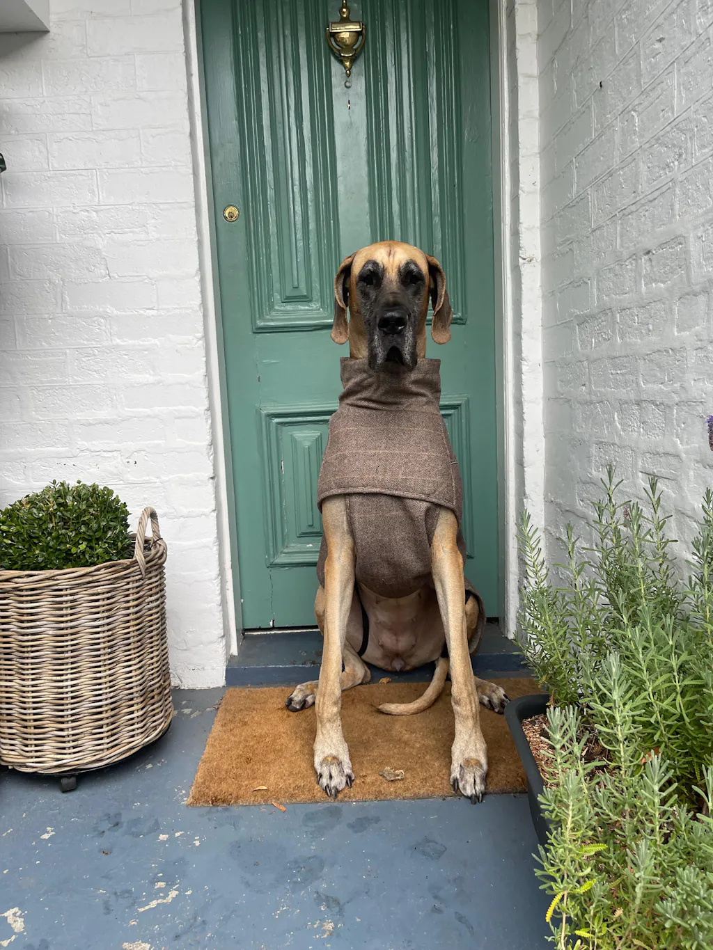 Pointer & Hound