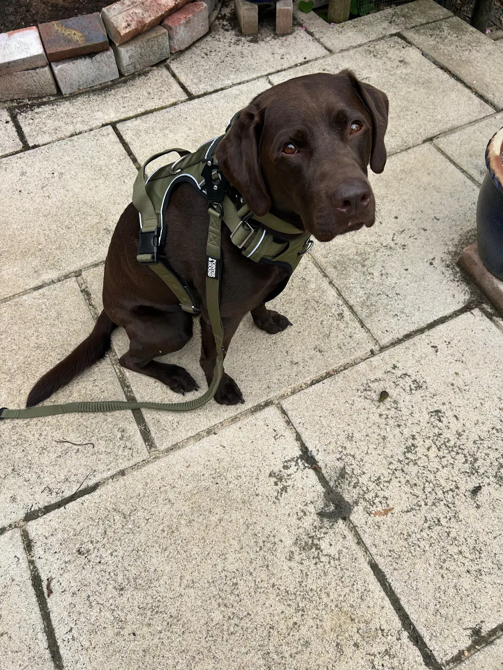 Pointer & Hound